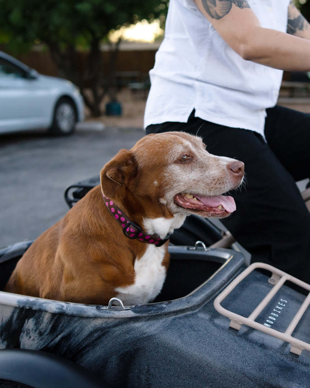 MOD Easy SideCar Sahara